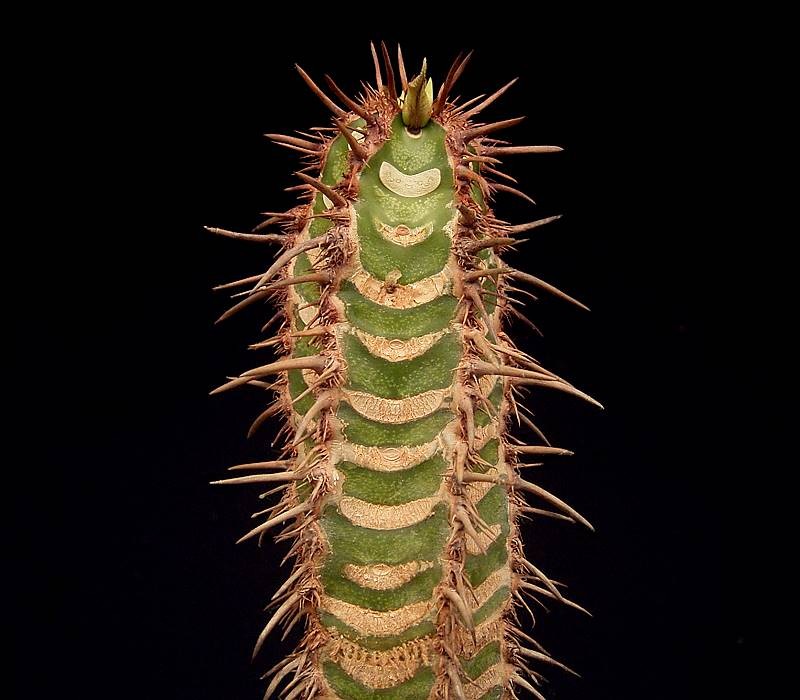 Euphorbia neohumbertii