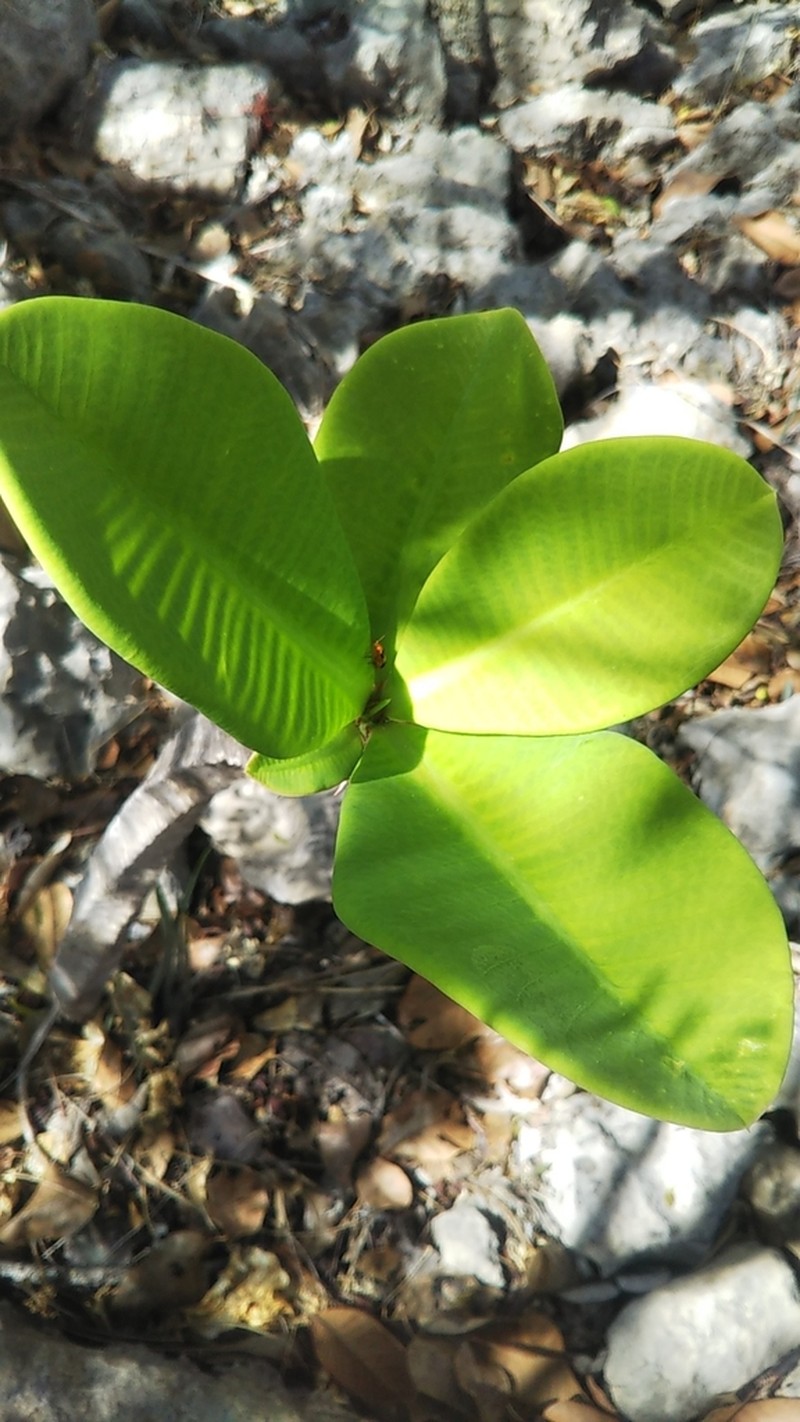 Euphorbia neohumbertii photo 2