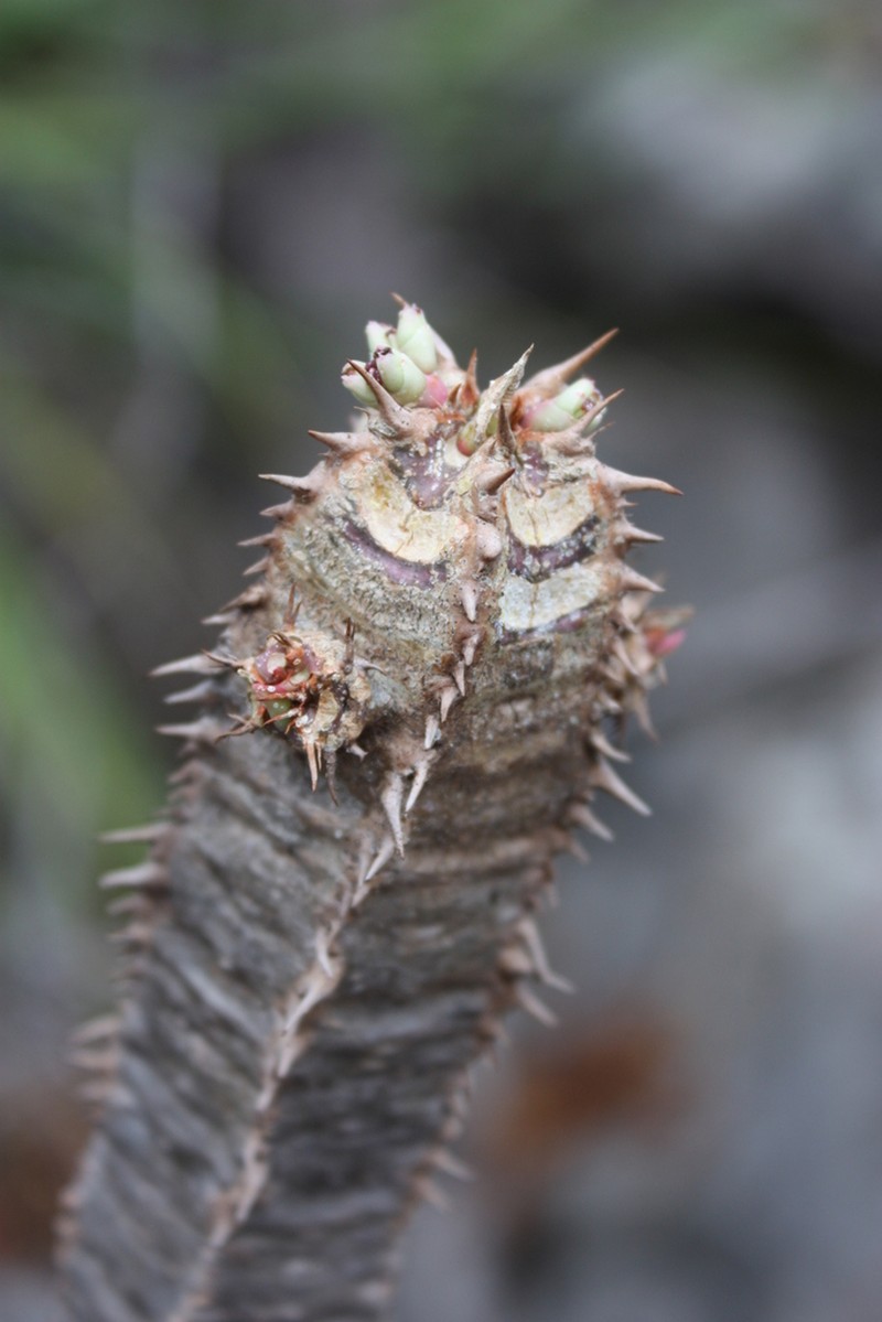 Euphorbia neohumbertii photo 3