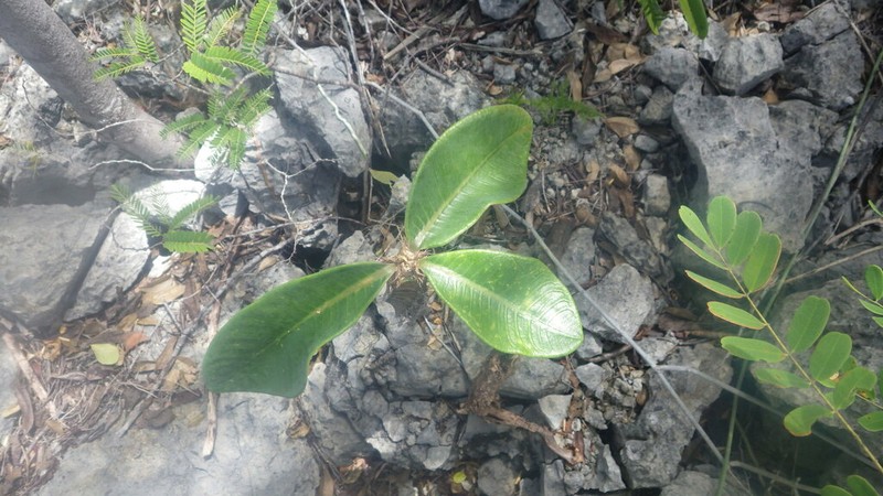 Euphorbia neohumbertii photo 4