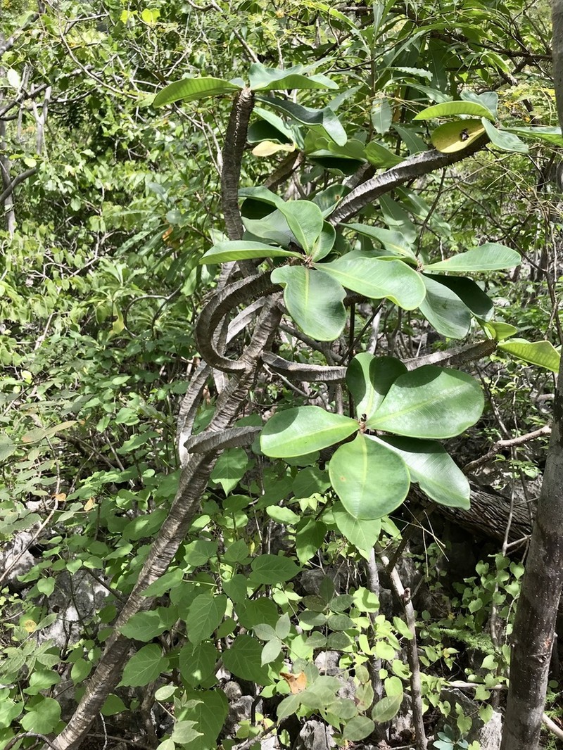 Euphorbia neohumbertii photo 5