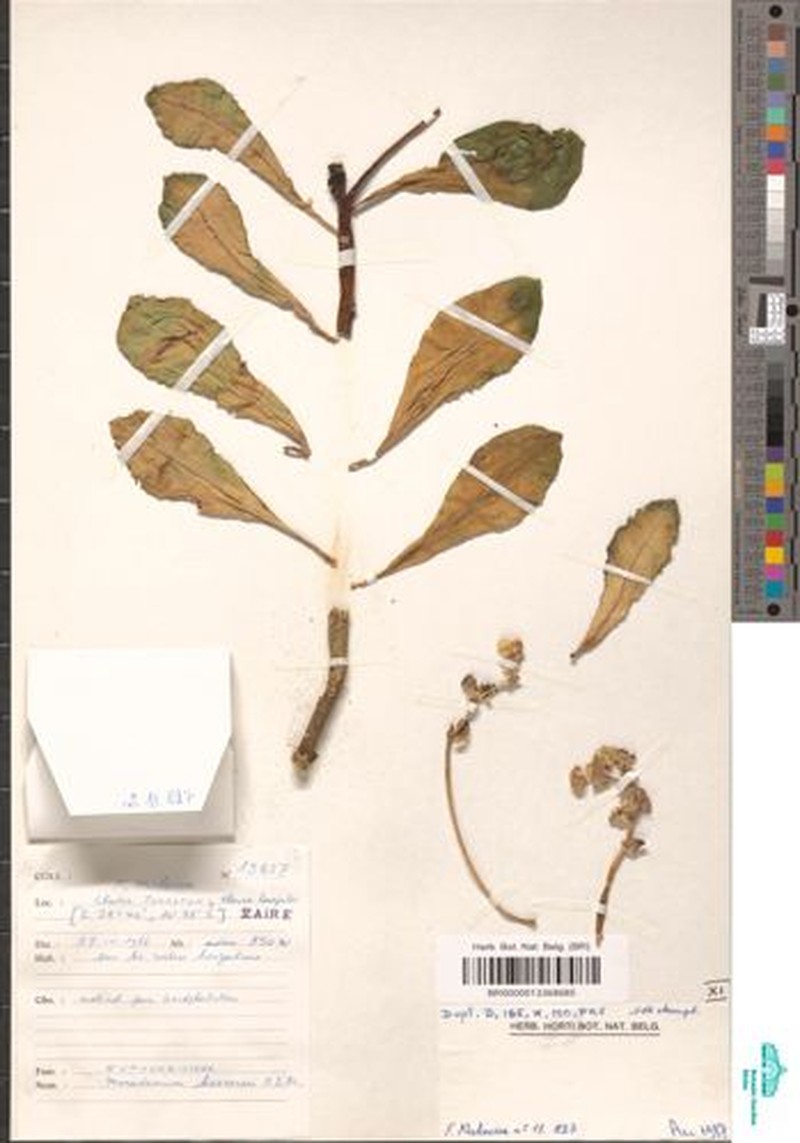 Euphorbia neokaessneri