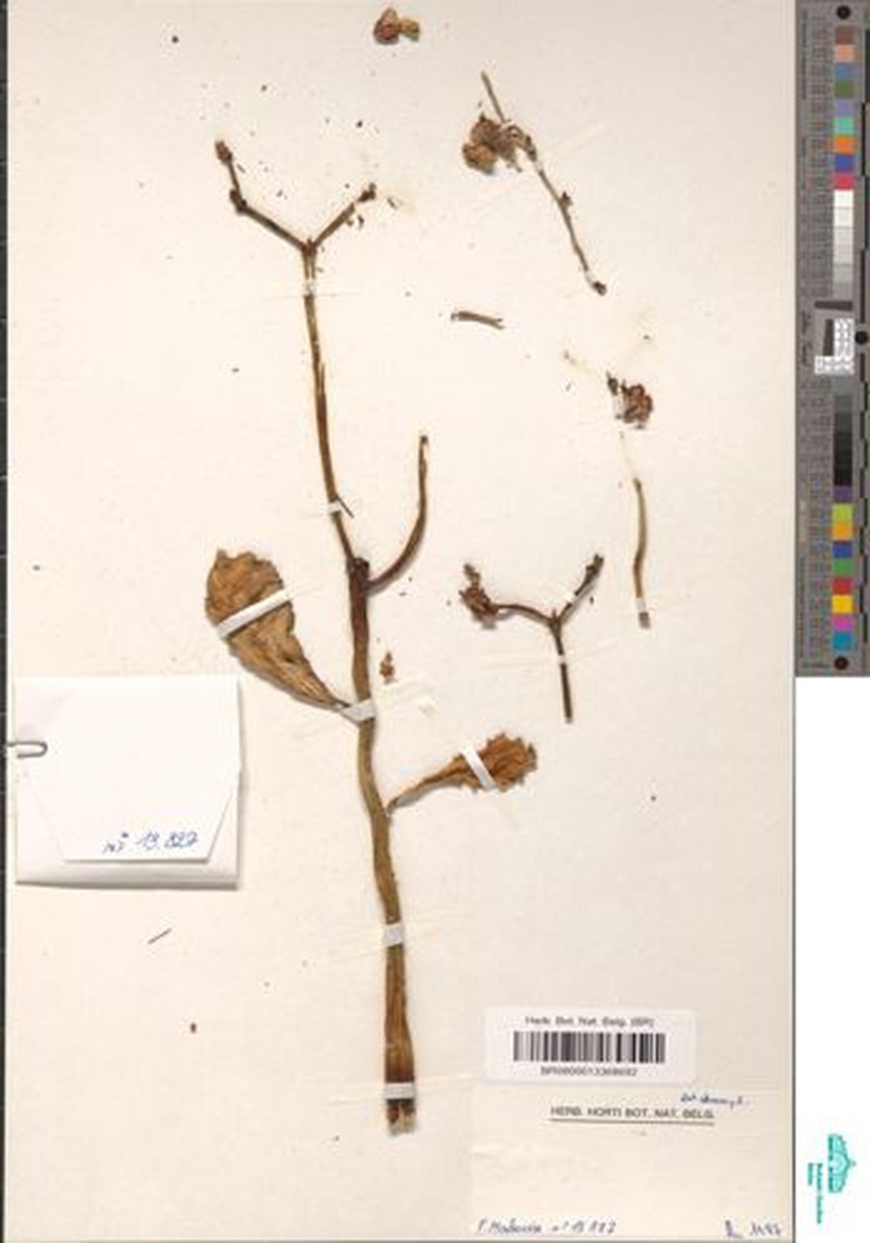Euphorbia neokaessneri photo 2