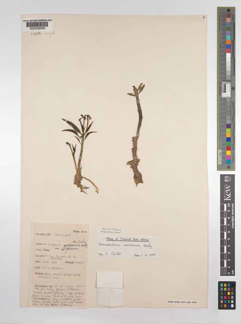 Euphorbia neomontana