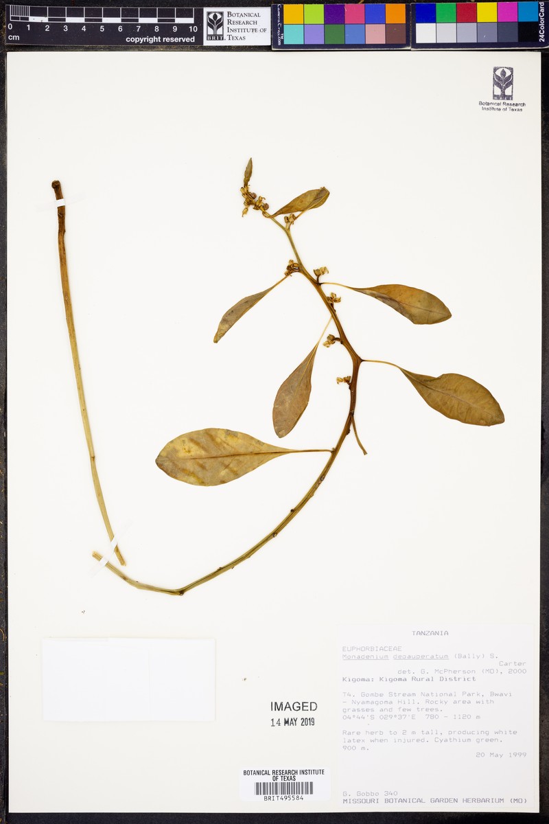 Euphorbia neoparviflora