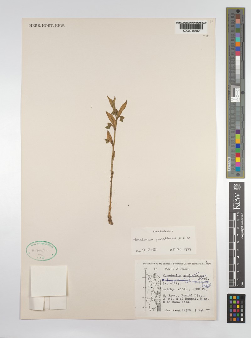Euphorbia neoparviflora photo 5
