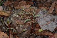 Euphorbia neopedunculata