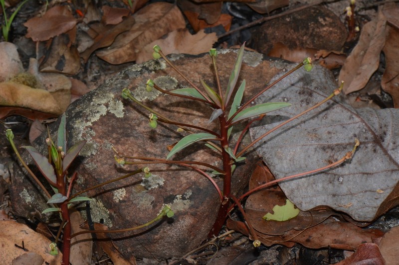 Euphorbia neopedunculata