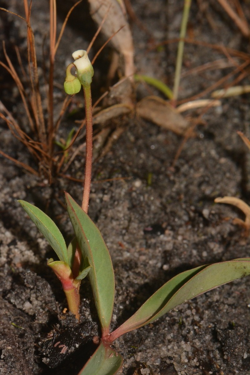 Euphorbia neopedunculata photo 3