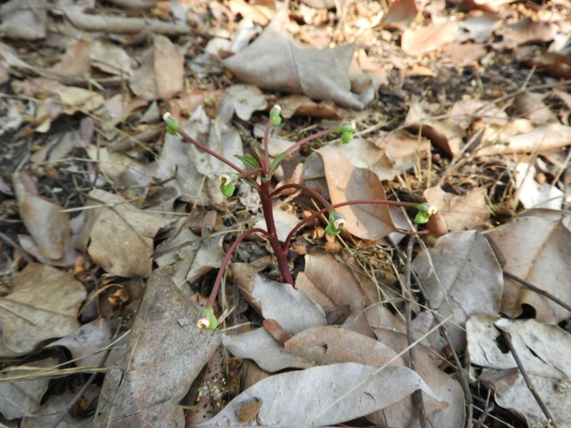 Euphorbia neopedunculata photo 4