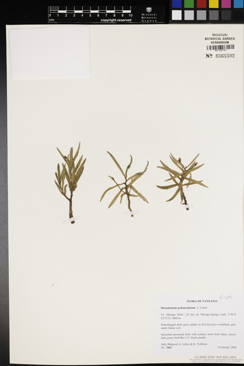 Euphorbia neopedunculata photo 5