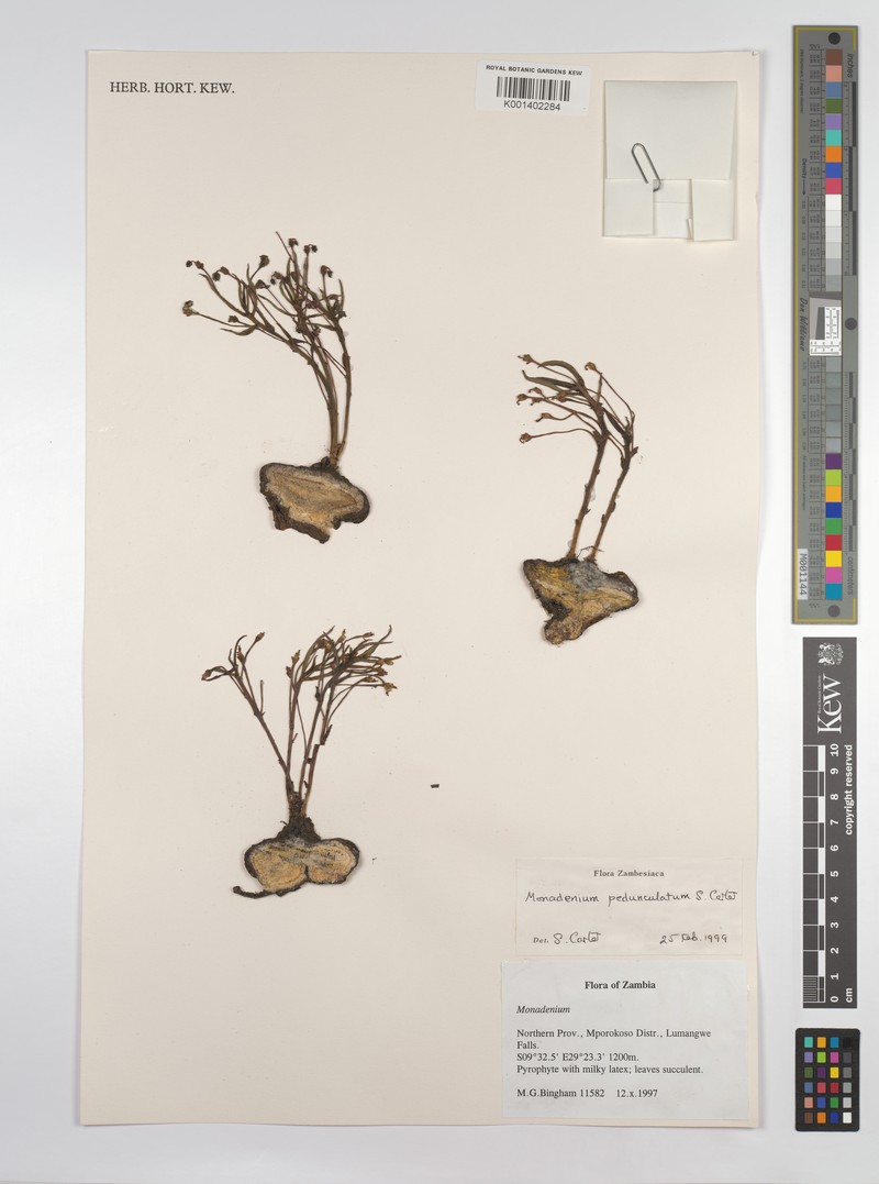 Euphorbia neopedunculata photo 8