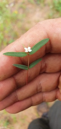 Euphorbia neopolycnemoides