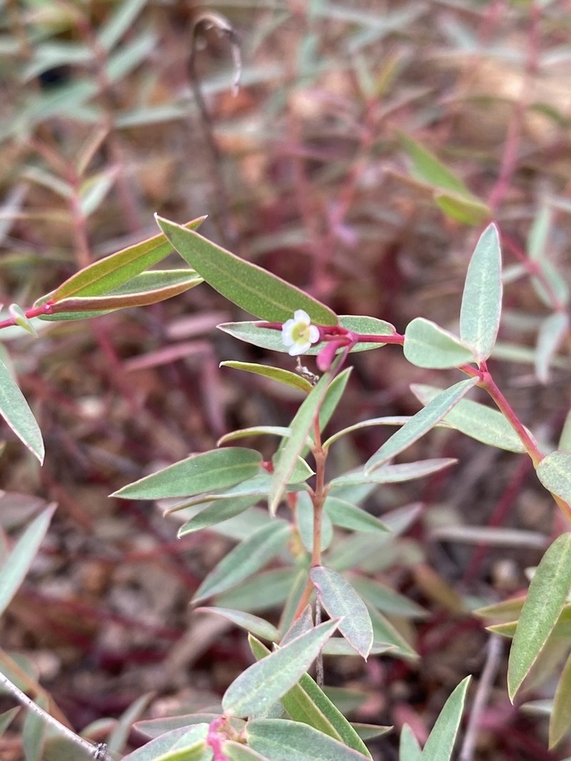 Euphorbia neopolycnemoides photo 2