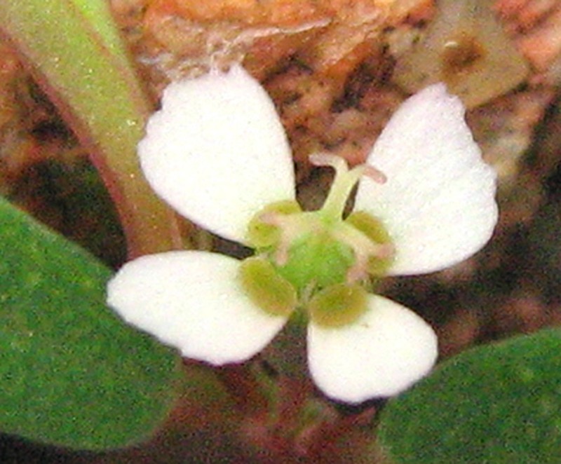 Euphorbia neopolycnemoides photo 3