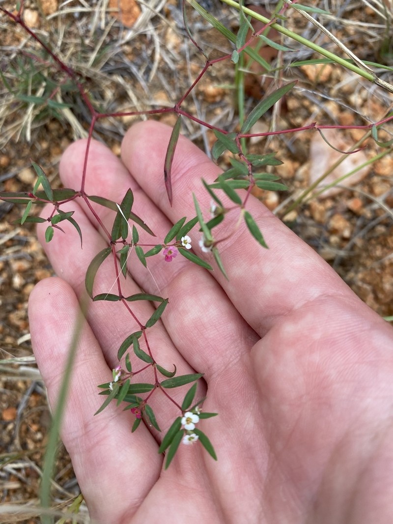 Euphorbia neopolycnemoides photo 4