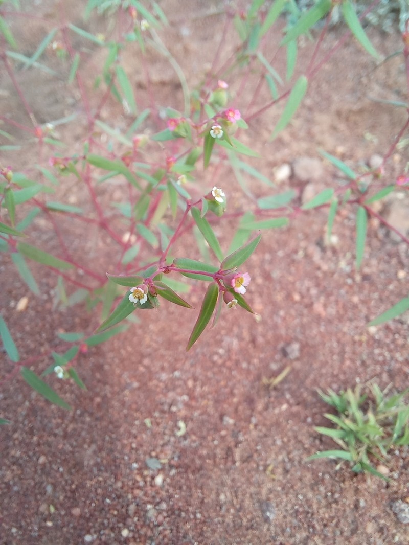 Euphorbia neopolycnemoides photo 5