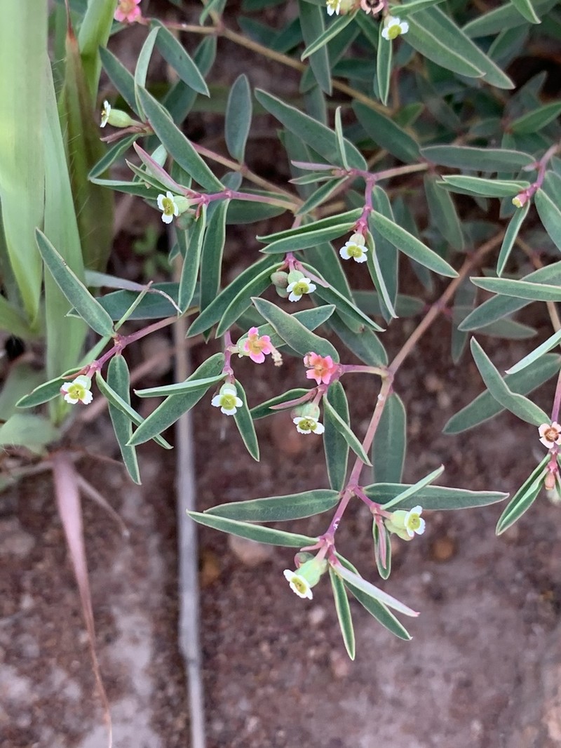 Euphorbia neopolycnemoides photo 6