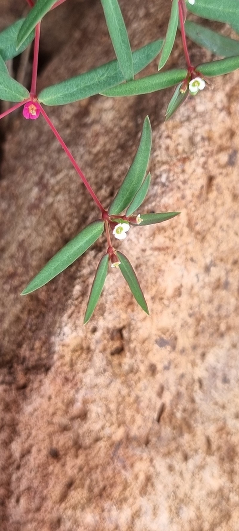 Euphorbia neopolycnemoides photo 7