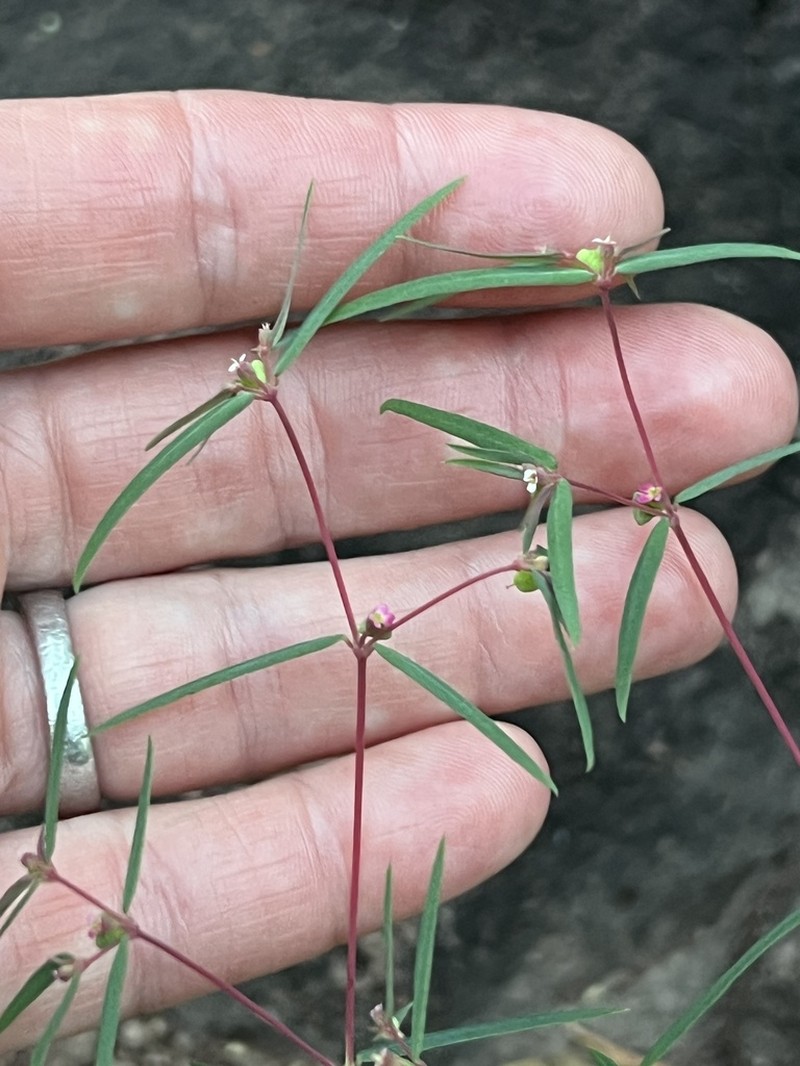 Euphorbia neopolycnemoides photo 8