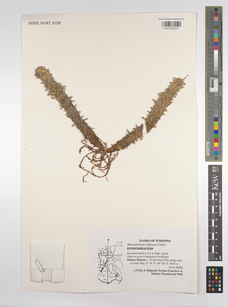 Euphorbia neoreflexa photo 2
