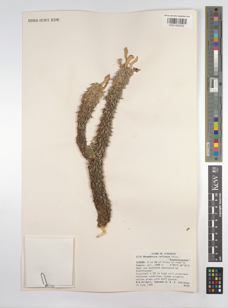 Euphorbia neoreflexa photo 3