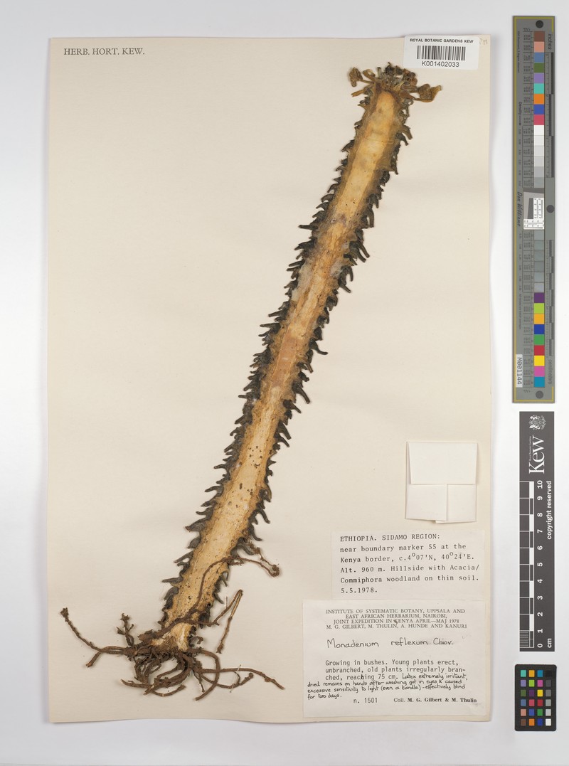 Euphorbia neoreflexa photo 4
