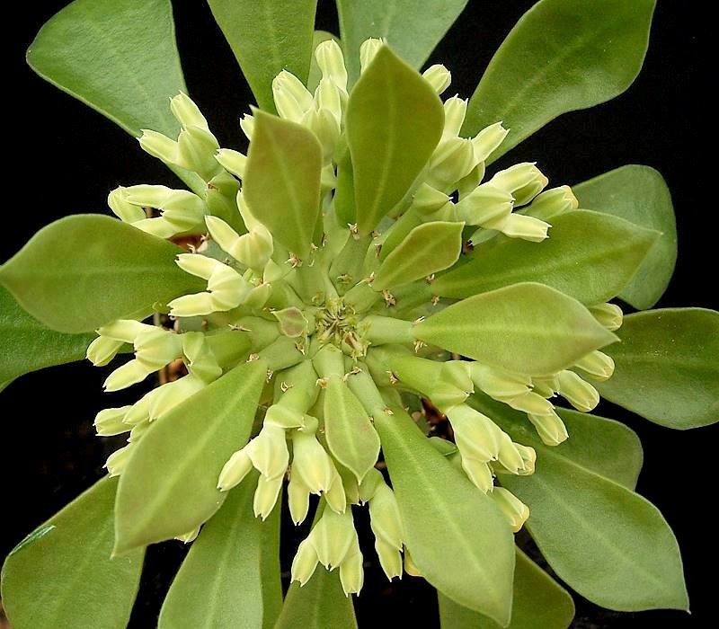 Euphorbia neoreflexa
