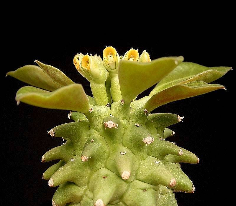 Euphorbia neoreflexa photo 6