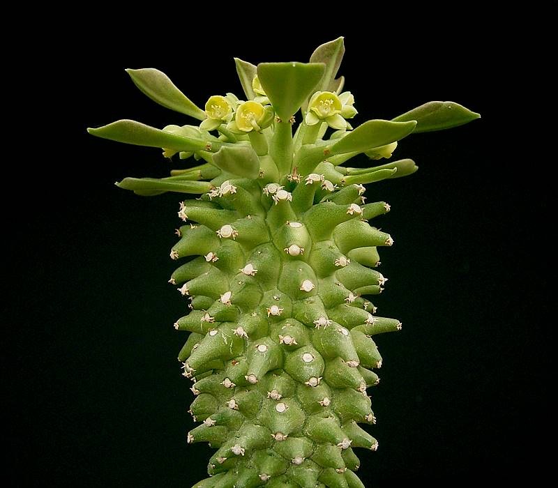 Euphorbia neoreflexa photo 7
