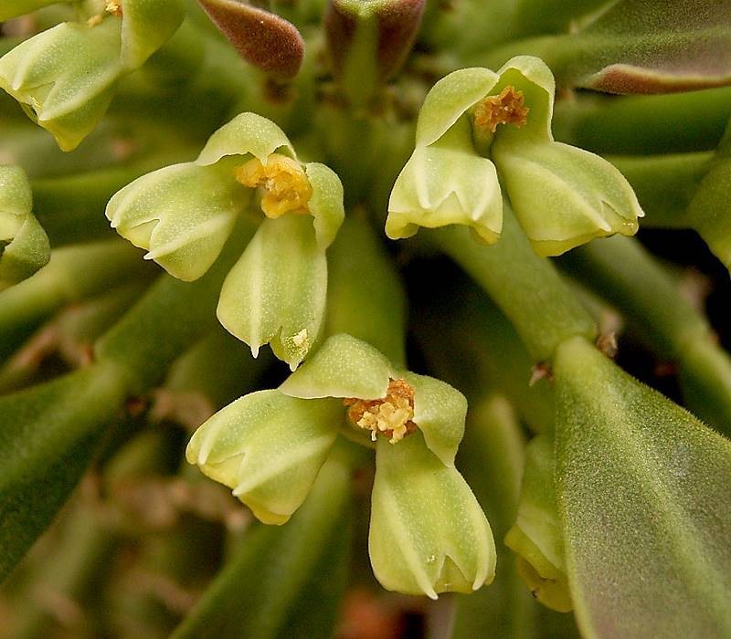 Euphorbia neoreflexa photo 8