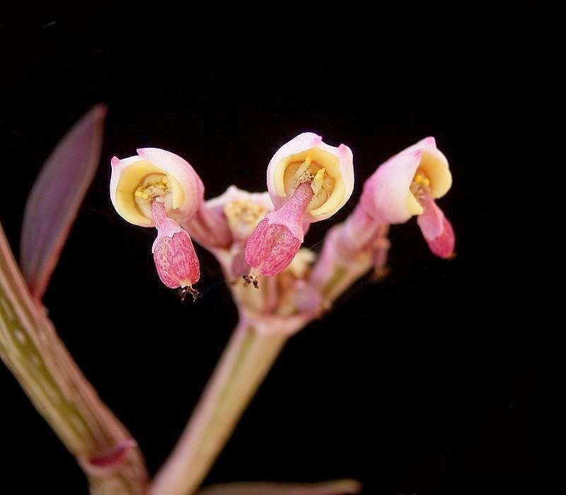 Euphorbia neorubella
