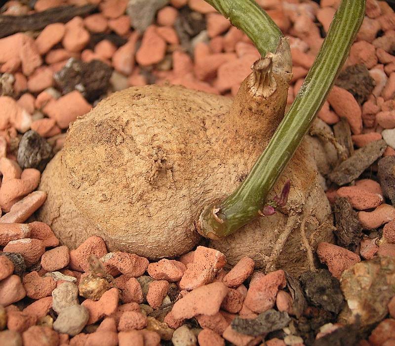 Euphorbia neorubella photo 3