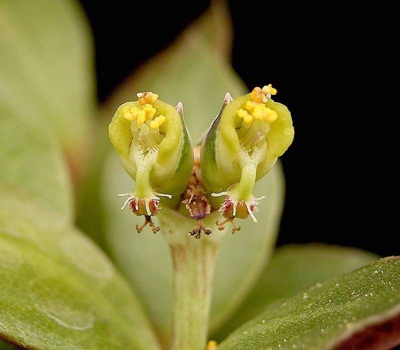 Euphorbia neostolonifera