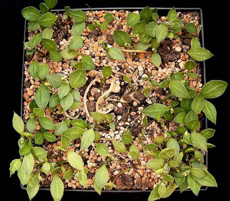 Euphorbia neostolonifera photo 5