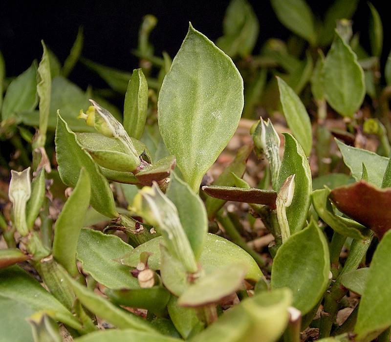 Euphorbia neostolonifera photo 6
