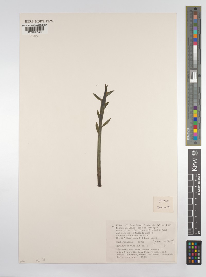 Euphorbia neovirgata