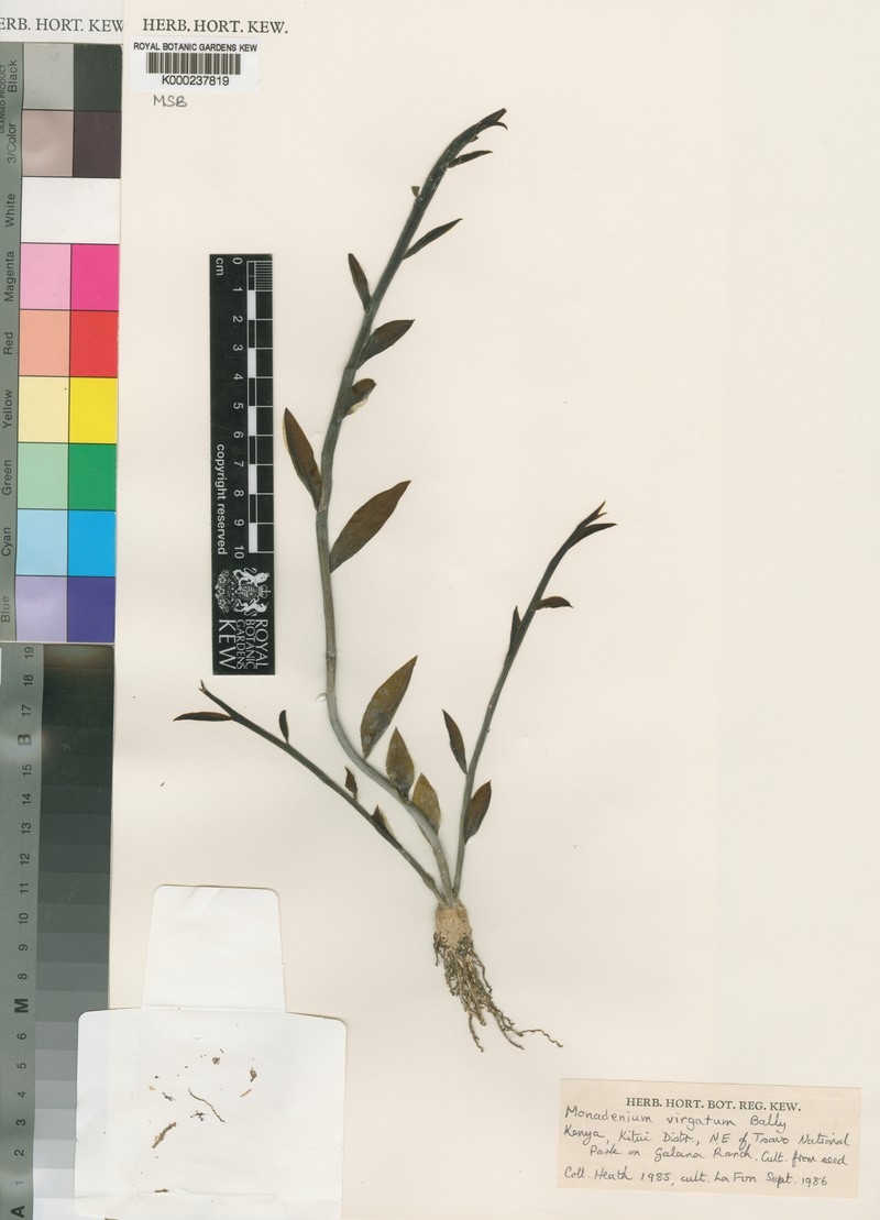 Euphorbia neovirgata photo 2