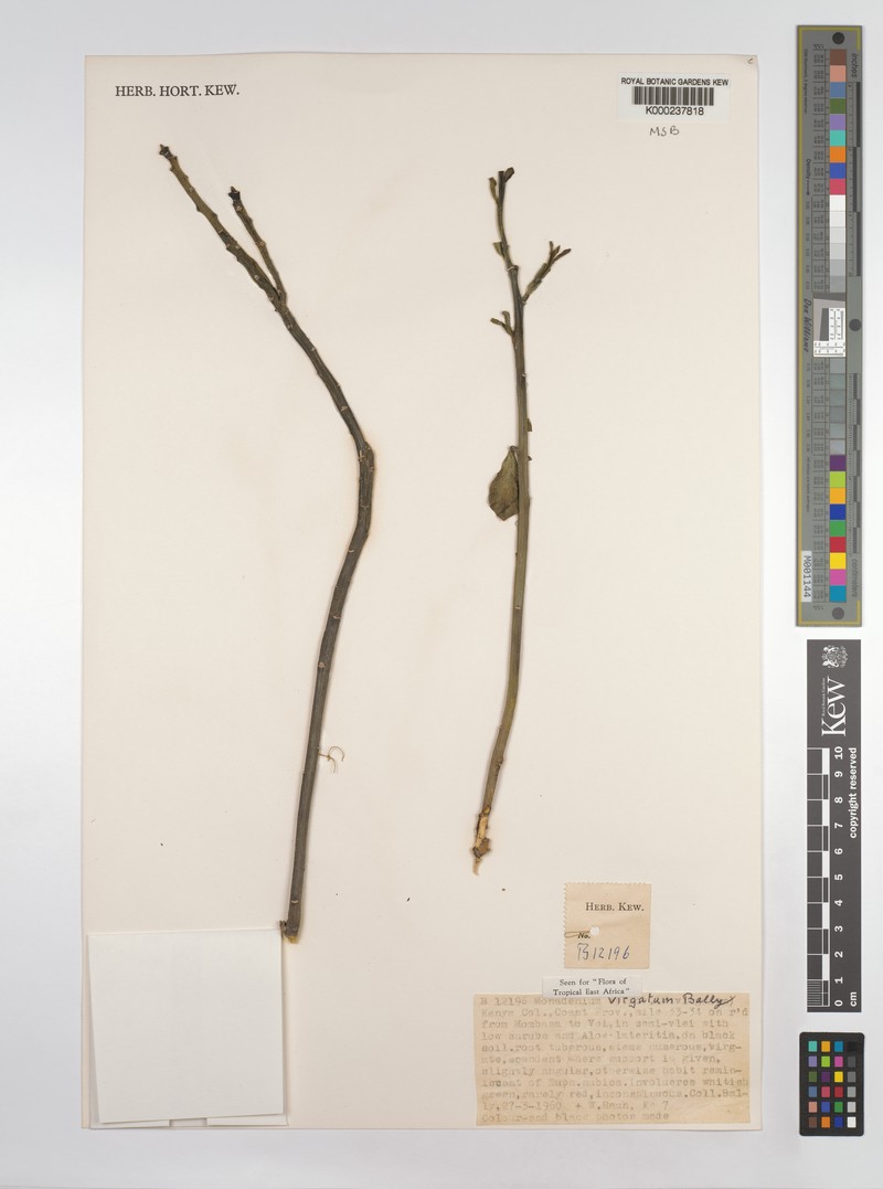 Euphorbia neovirgata photo 3