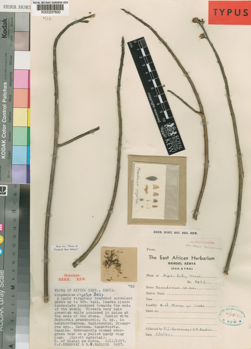 Euphorbia neovirgata photo 4