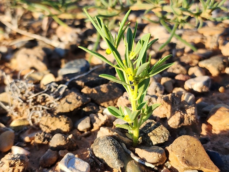 Paria Spurge photo 2