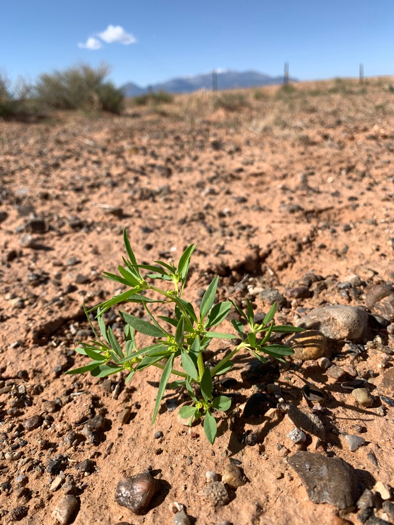 Paria Spurge photo 3