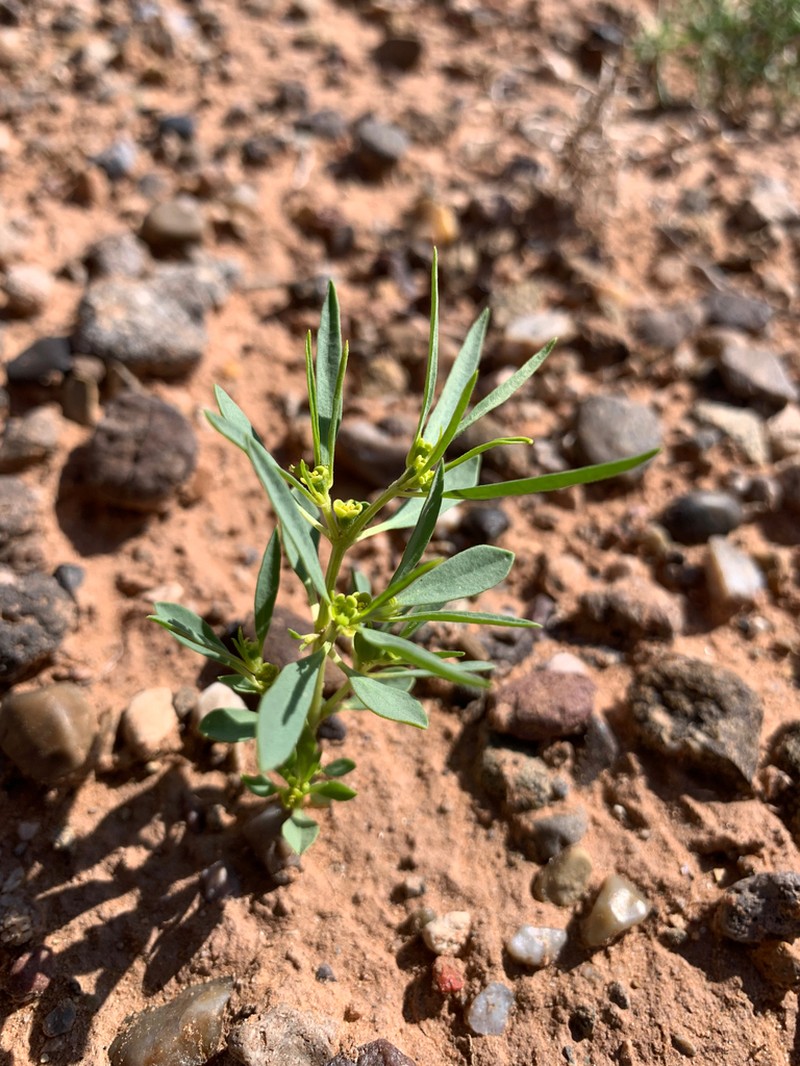 Paria Spurge photo 4