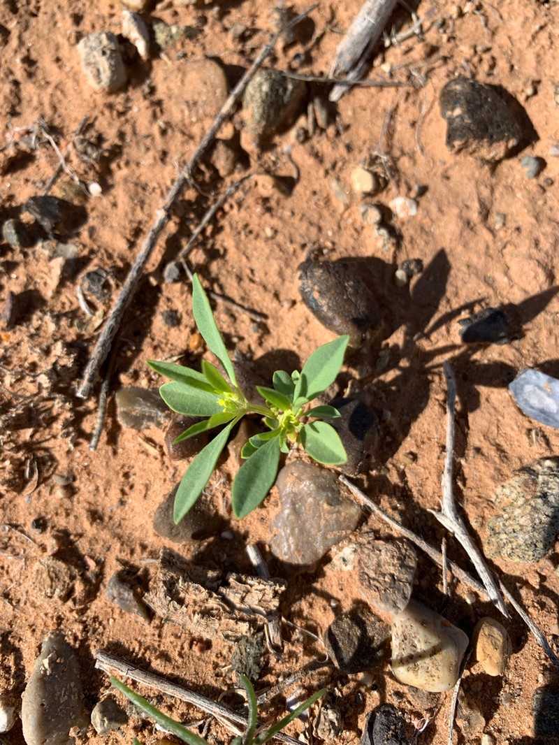 Paria Spurge photo 5