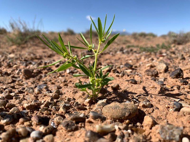 Paria Spurge photo 6