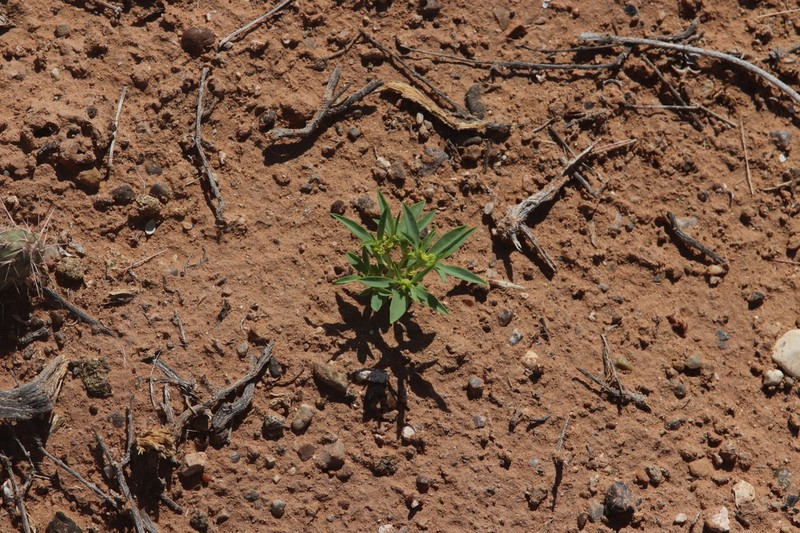 Paria Spurge photo 7