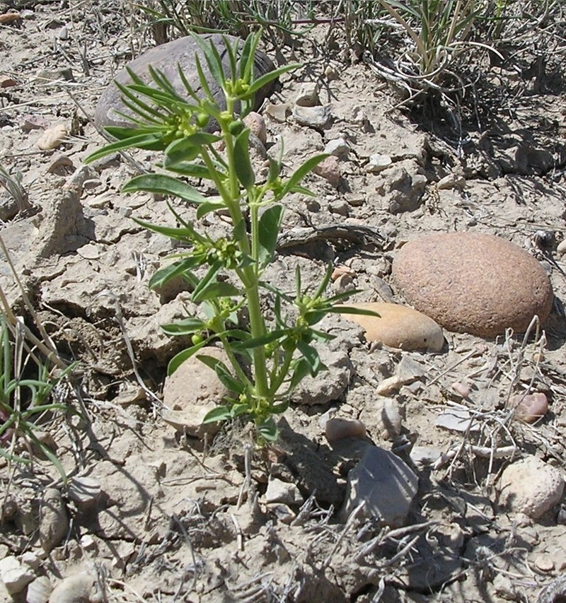 Paria Spurge photo 8