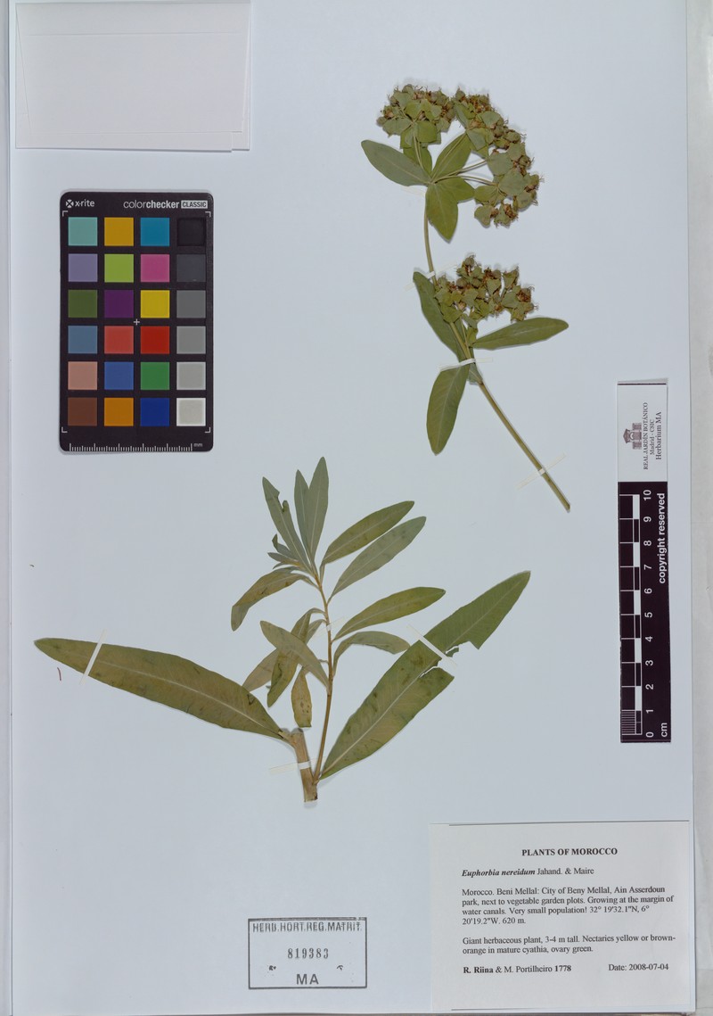 Euphorbia nereidum