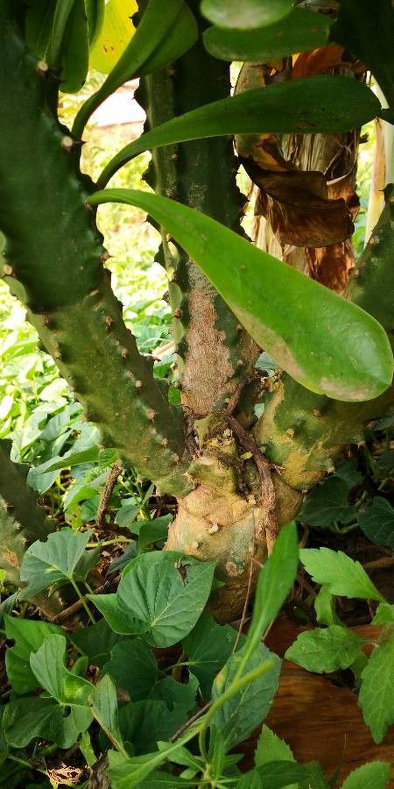 Indian Spurgetree photo 4