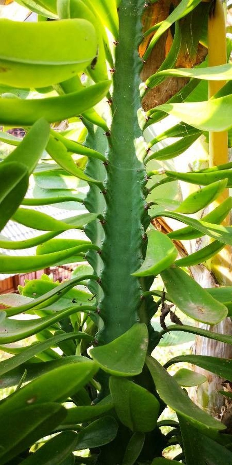 Indian Spurgetree photo 3